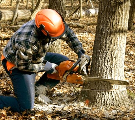 Tree Removal in Harrisville, PA